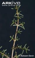 Seidlitzia rosmarinus